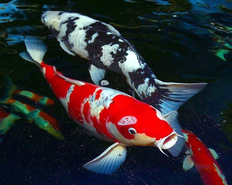 Thế Giới Cá Koi - Cá Koi Nhật