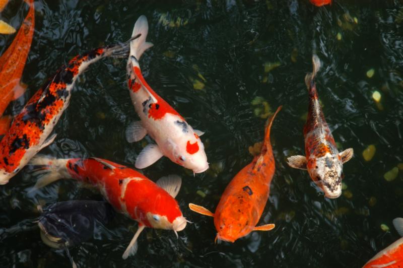 Thế Giới Cá Koi - Cá Koi Nhật